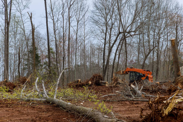 Professional Tree Care in Vineyard, UT